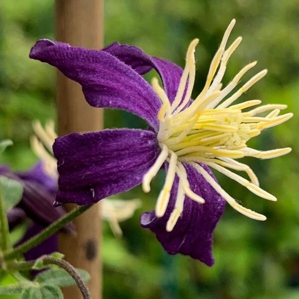 Clematis × aromatica
