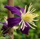 клематис ароматика