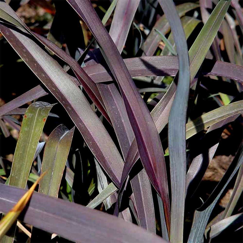 <i>Phormium</i> 'Platt's Black'