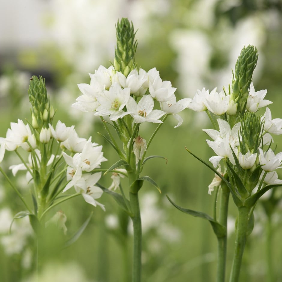 <i>Ornithogalum thyrsoides</i> 