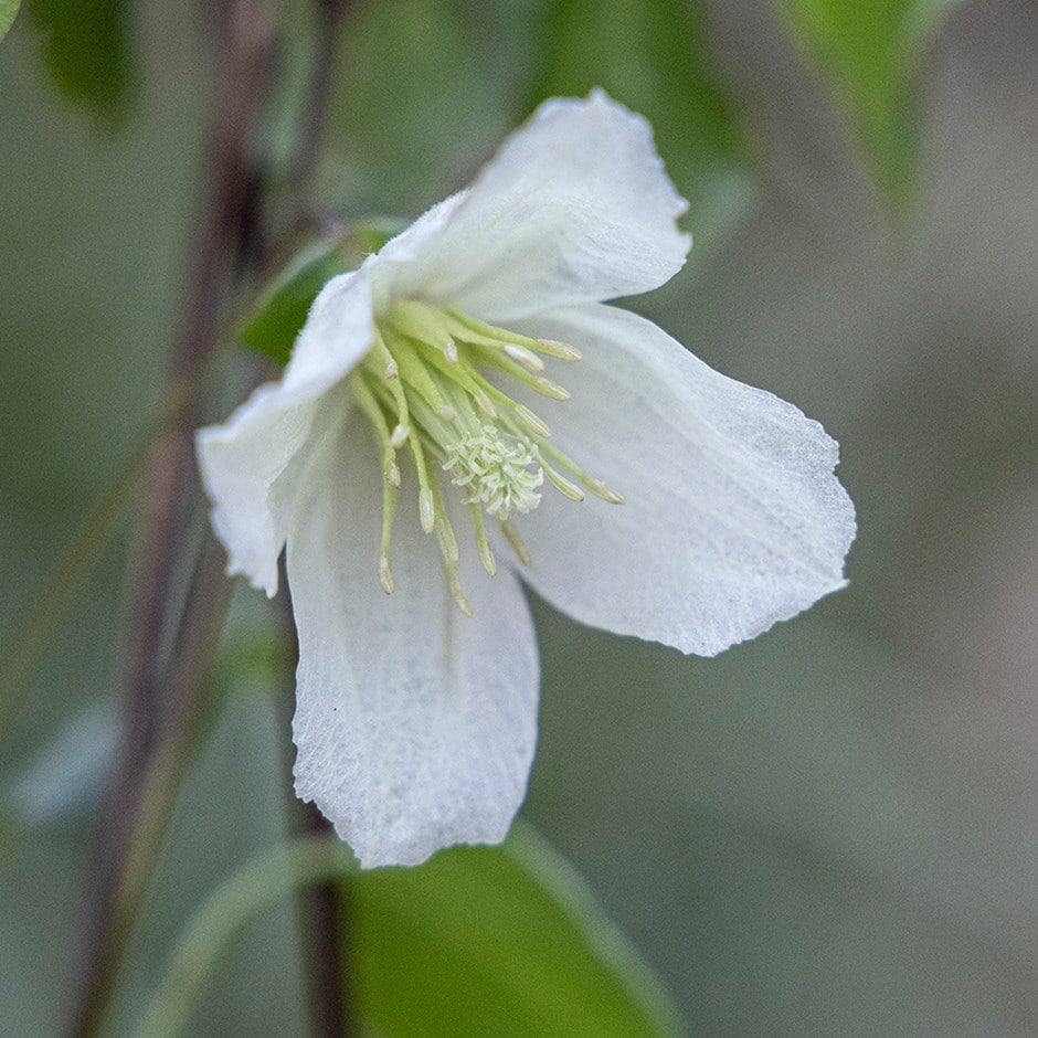 clematis (group 1)