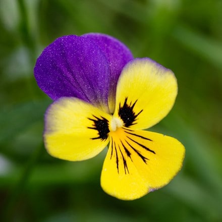 Picture of Viola tricolor
