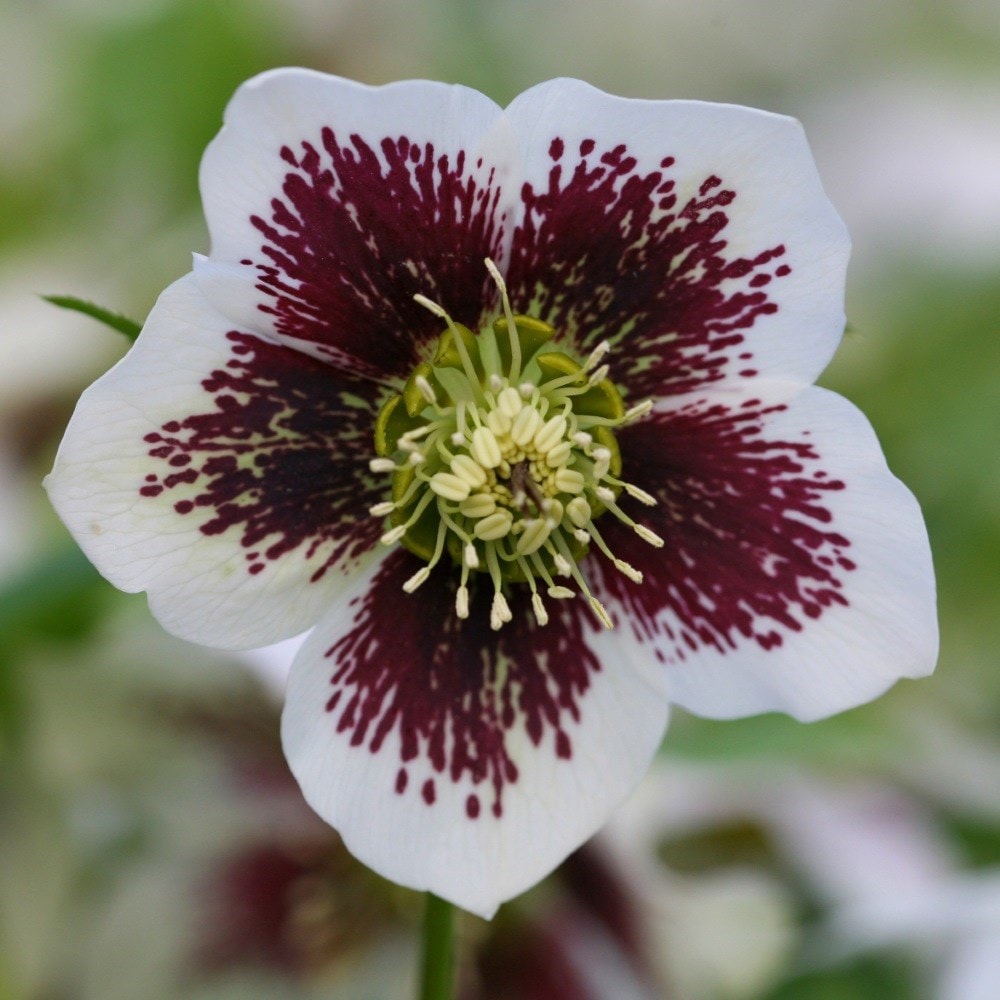 Product options image