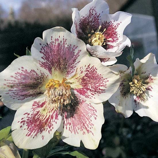 <i>Helleborus</i> × <i>hybridus</i> Harvington white speckled