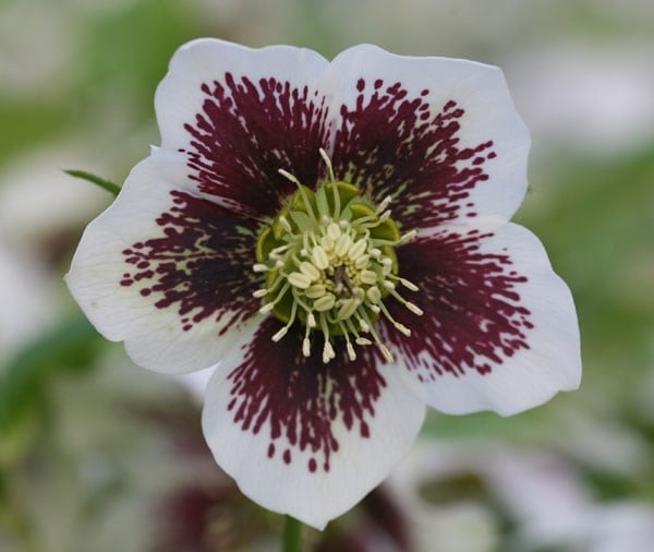 Helleborus × hybridus Harvington white speckled