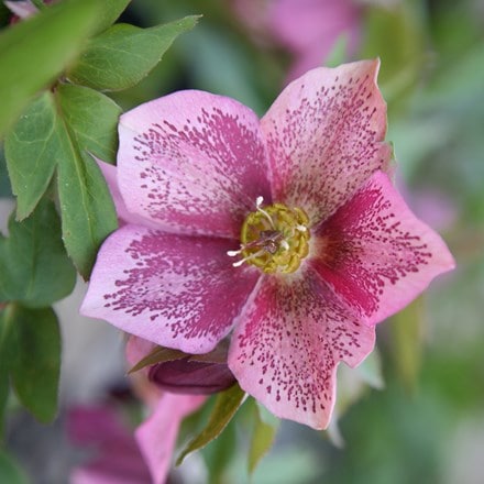 <i>Helleborus</i> × <i>hybridus</i> Harvington pink speckled