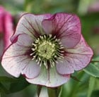 Buy Lenten rose hellebore Helleborus × hybridus Harvington picotee: £14 ...