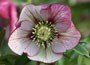 Lenten rose hellebore