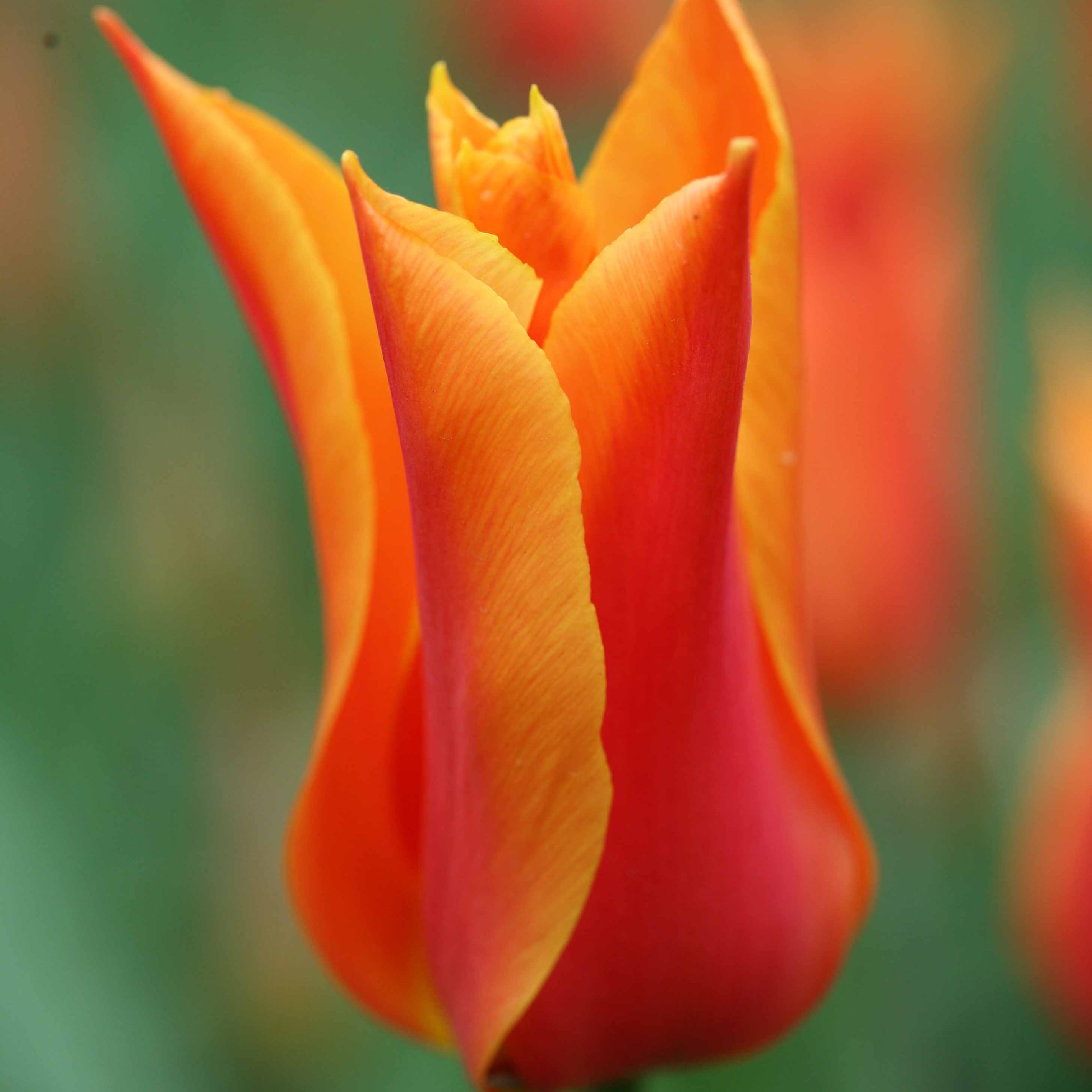 Fantastic Bright Orange Flowers RHS Award Winner for a Beautiful Landscape Garden Spring Flowering Bulbs 7 x Tulip Ballerina 