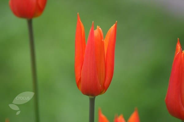 <i>Tulipa</i> 'Ballerina'