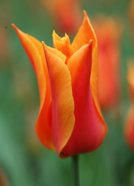 Tulipa Ballerina