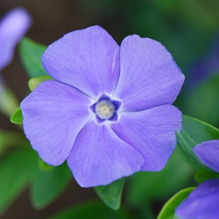 Picture of Vinca minor Bowles's Variety