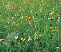wildflower plug plant collection