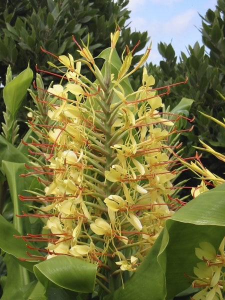 Hedychium gardnerianum