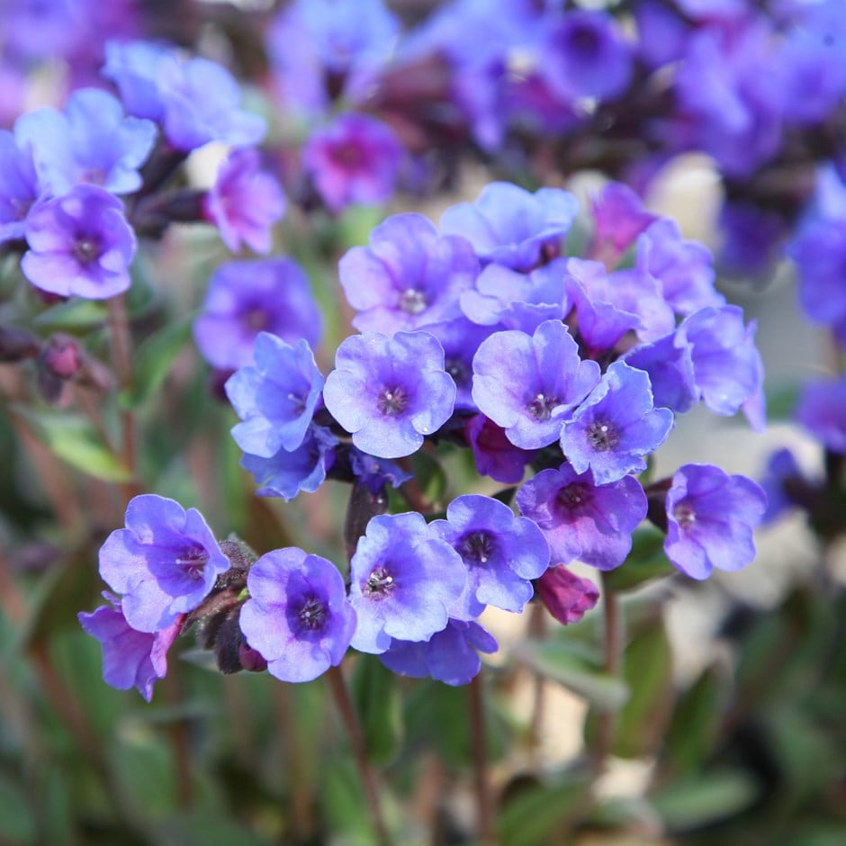 Buy lungwort Pulmonaria Blue Ensign £6.99 Delivery by Crocus