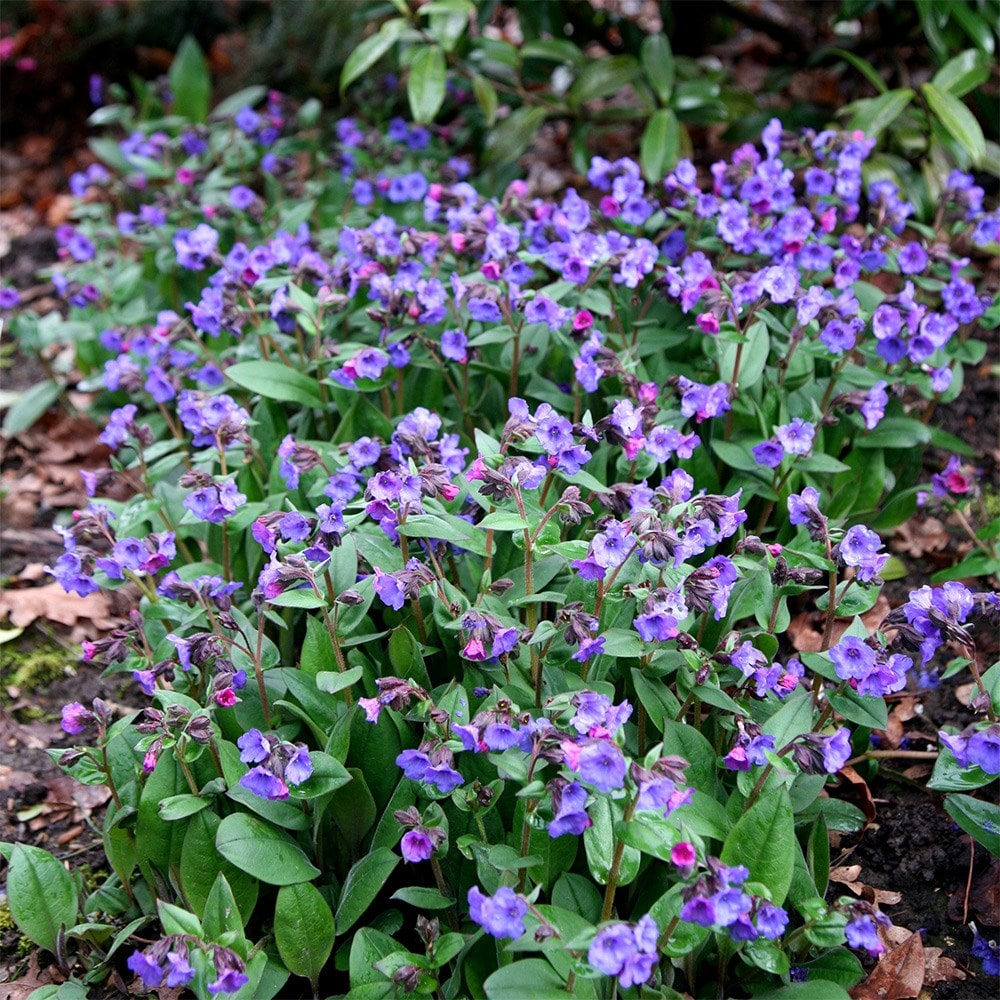 <i>Pulmonaria</i> 'Blue Ensign'