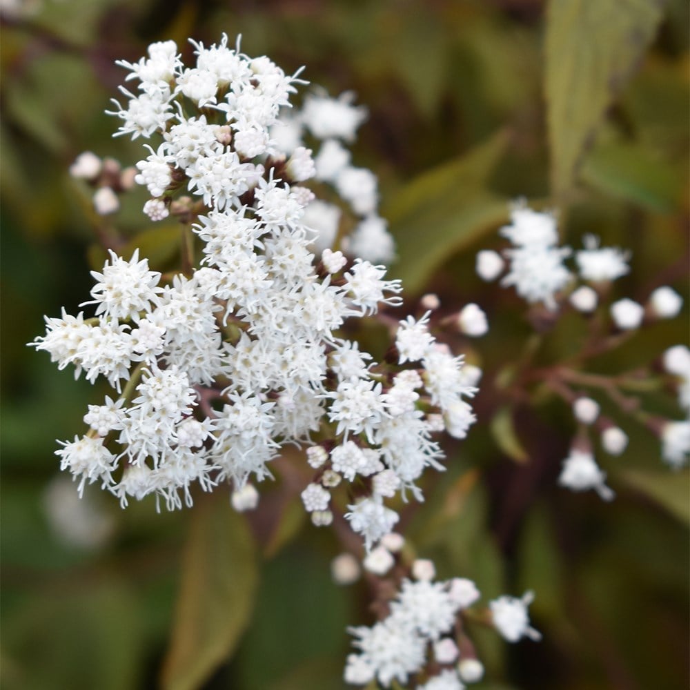 <i>Ageratina altissima</i> 'Chocolate'