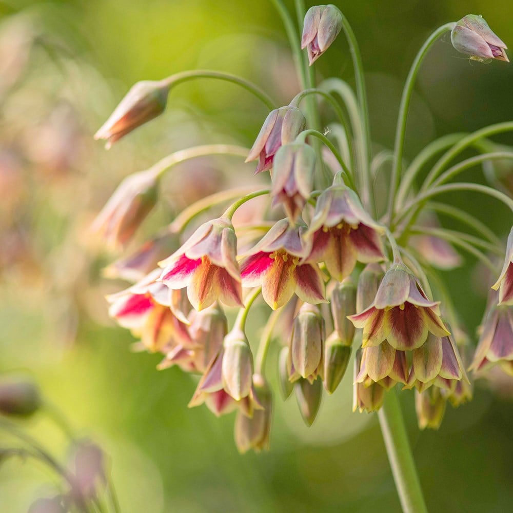 Product options image