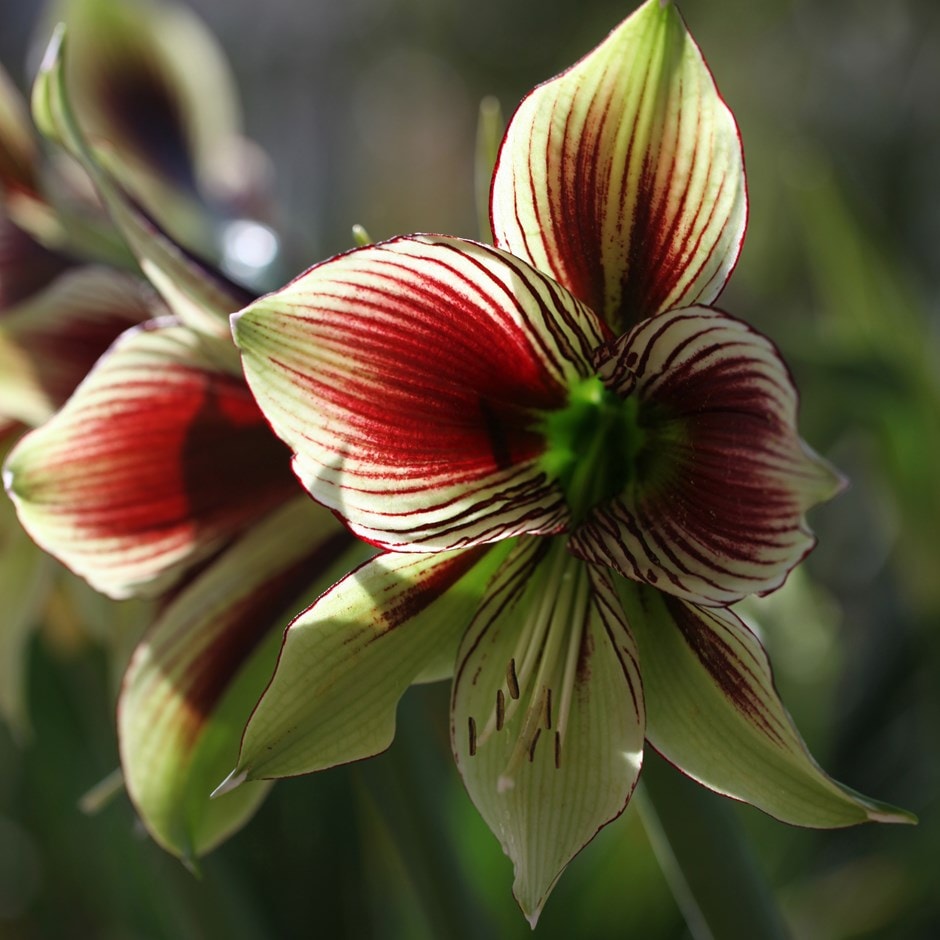 buy butterfly amaryllis bulb hippeastrum papilio 11 99 delivery by
