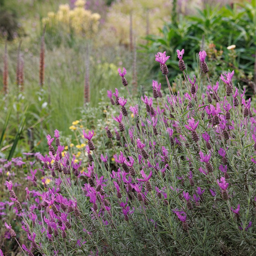 <I>Lavandula</I> 'Regal Splendour' (PBR)
