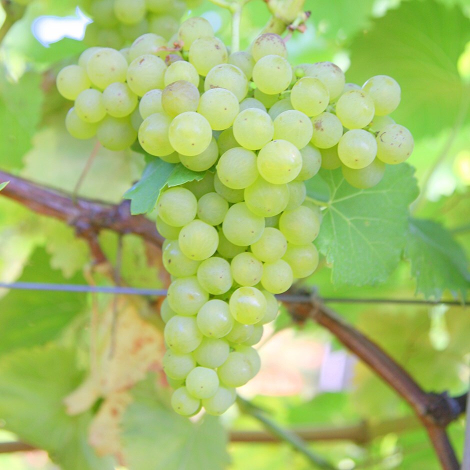 white wine outdoor or indoor grape vine (syn. Vitis vinifera 'Chardonnay')