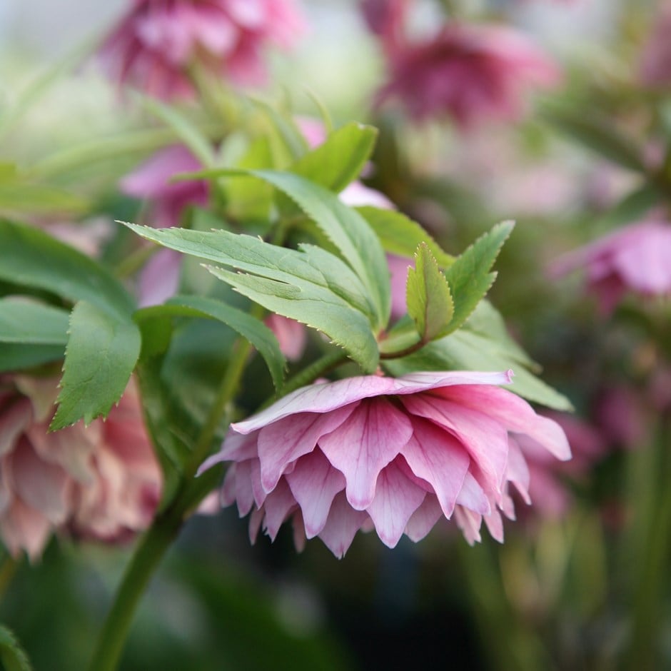 <i>Helleborus × hybridus</i> Harvington double pink