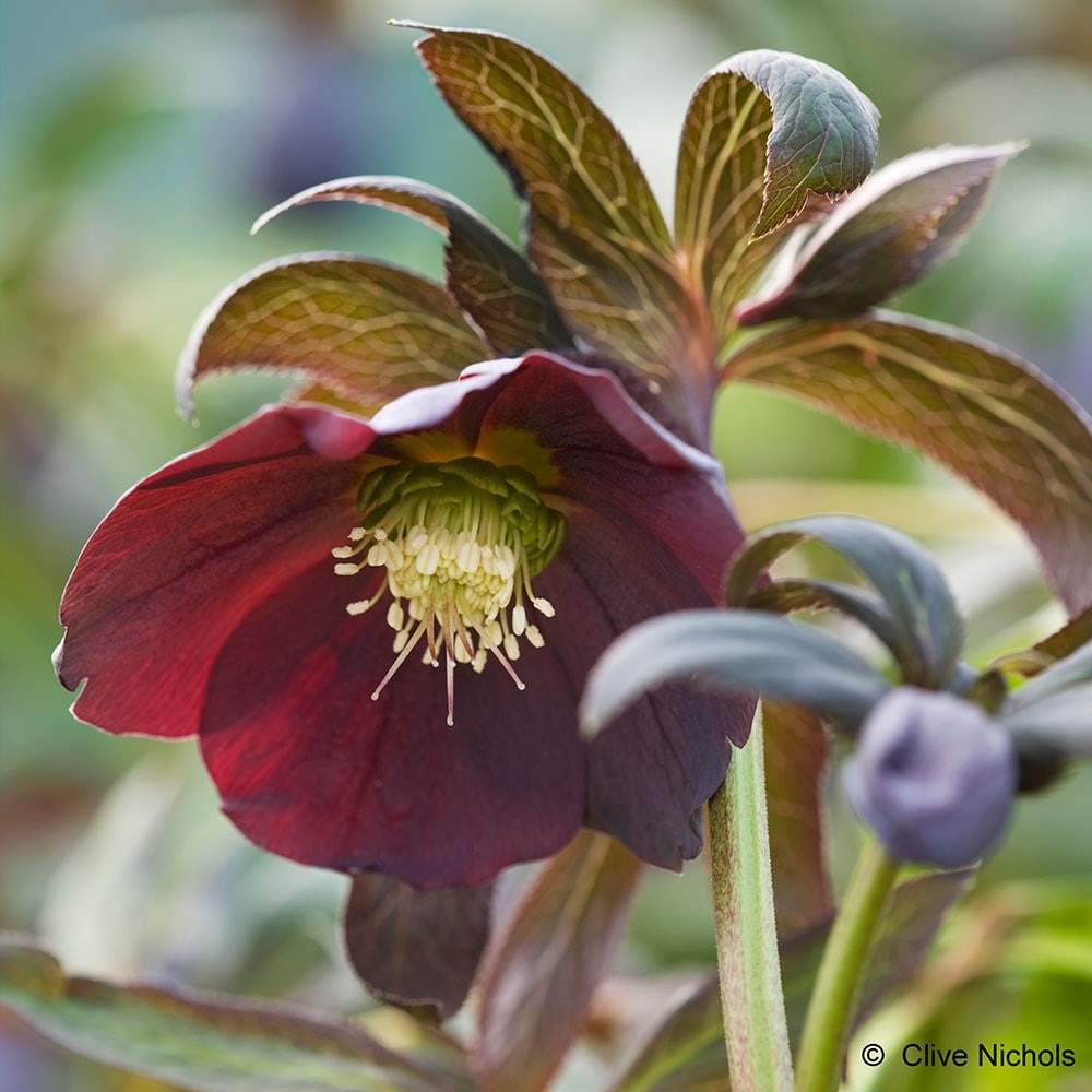 Lenten rose or hellebore