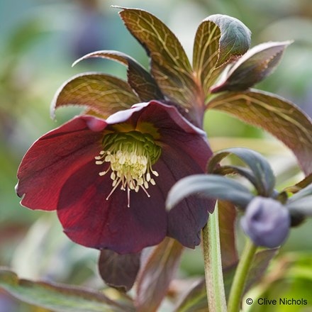 Buy Lenten rose or hellebore Helleborus × hybridus Harvington Smokey ...
