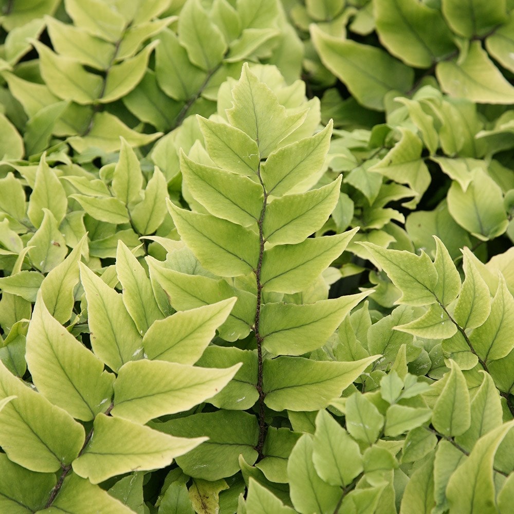 Product options image