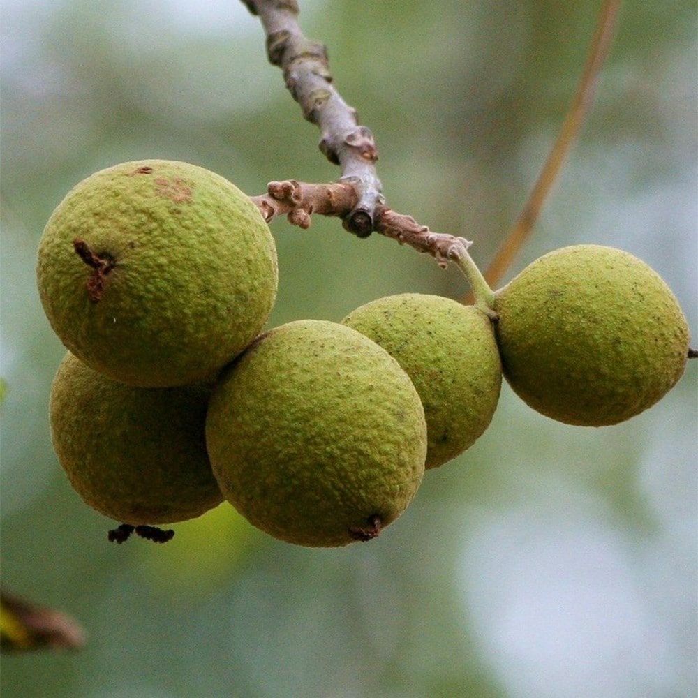 Product options image