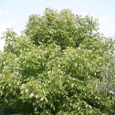 Picture of Juglans nigra
