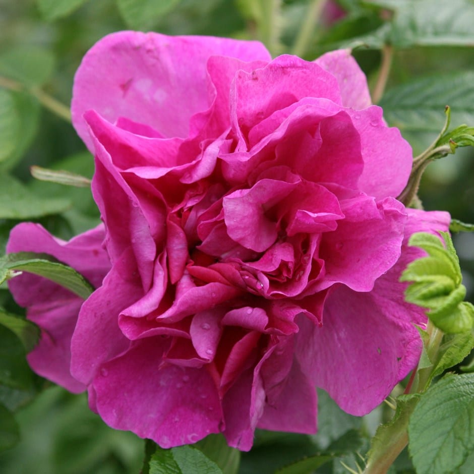 rose Roseraie de l'Haÿ (shrub)