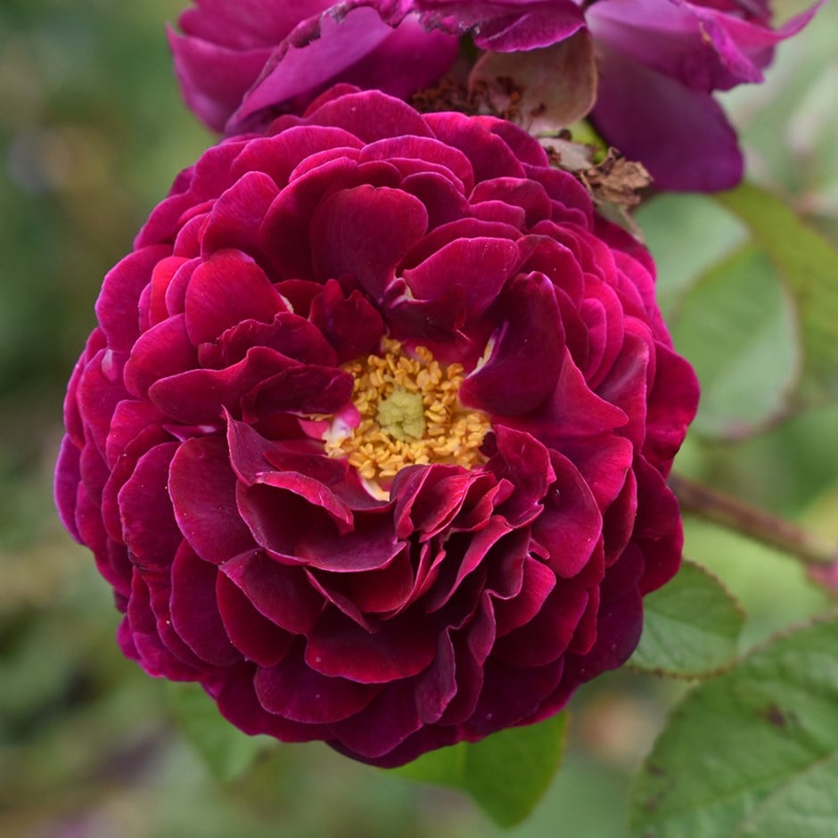 Rosa 'Tuscany Superb' (gallica)