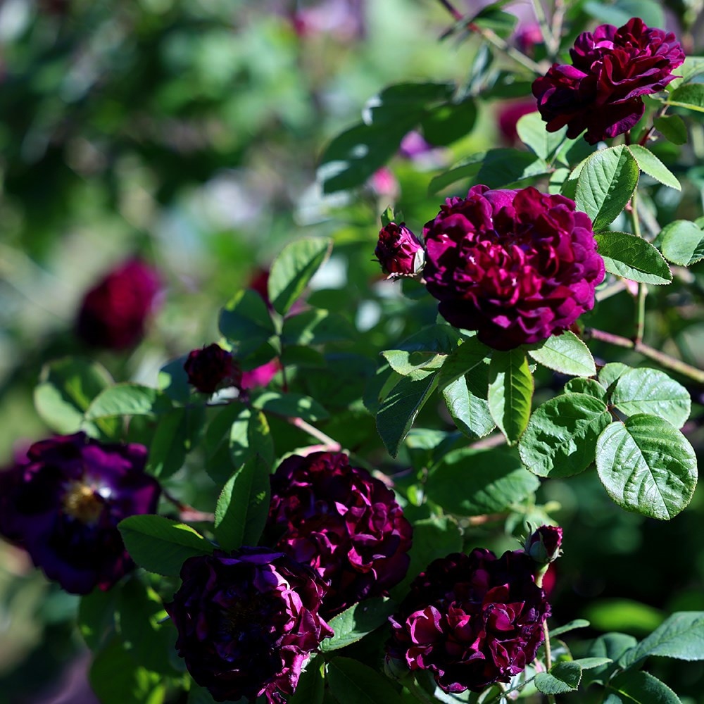 Rosa Tuscany Superb | Gallica Bush Rose