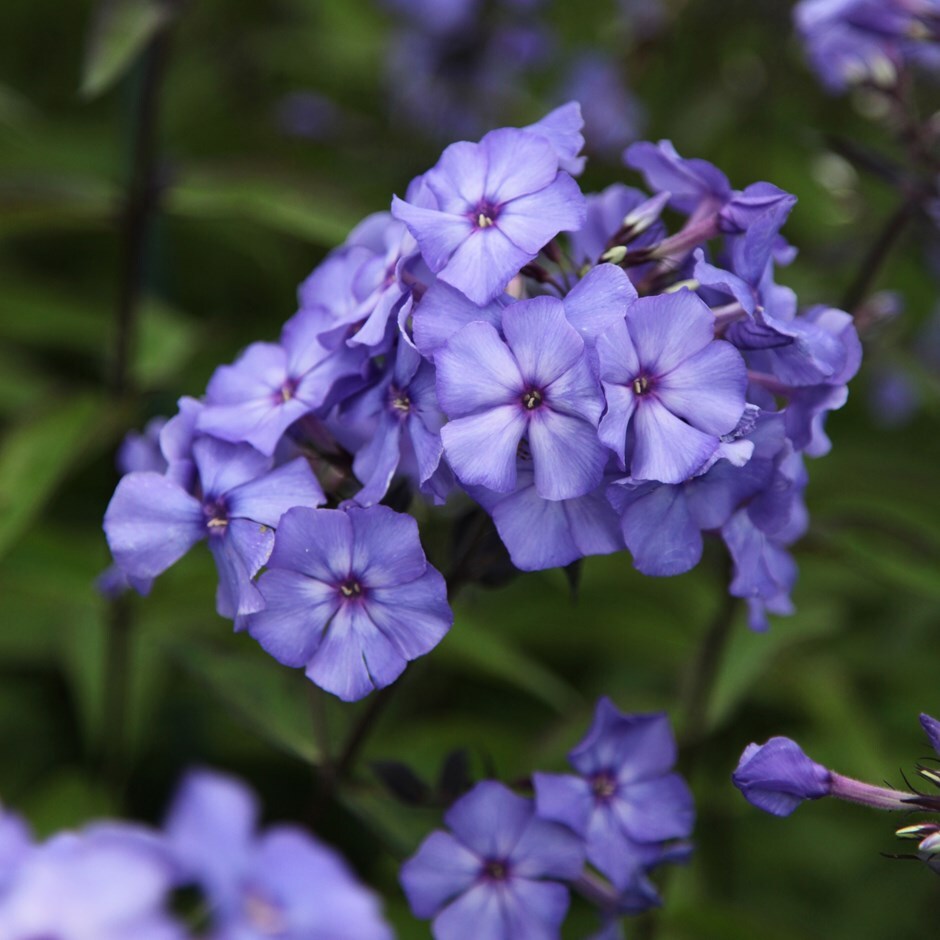 Phlox Royal Blue - eine Sammlung schoner Blumenbilder
