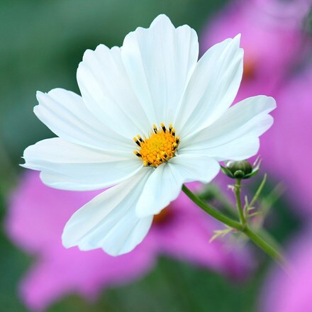 Picture of Cosmos bipinnatus Purity
