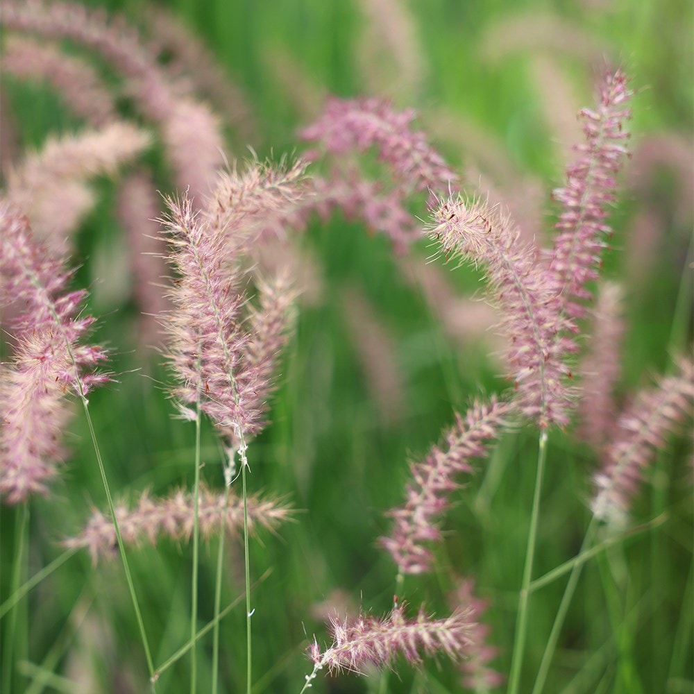 Pennisetum