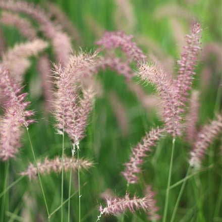 Pennisetum orientale Karley Rose (PBR)