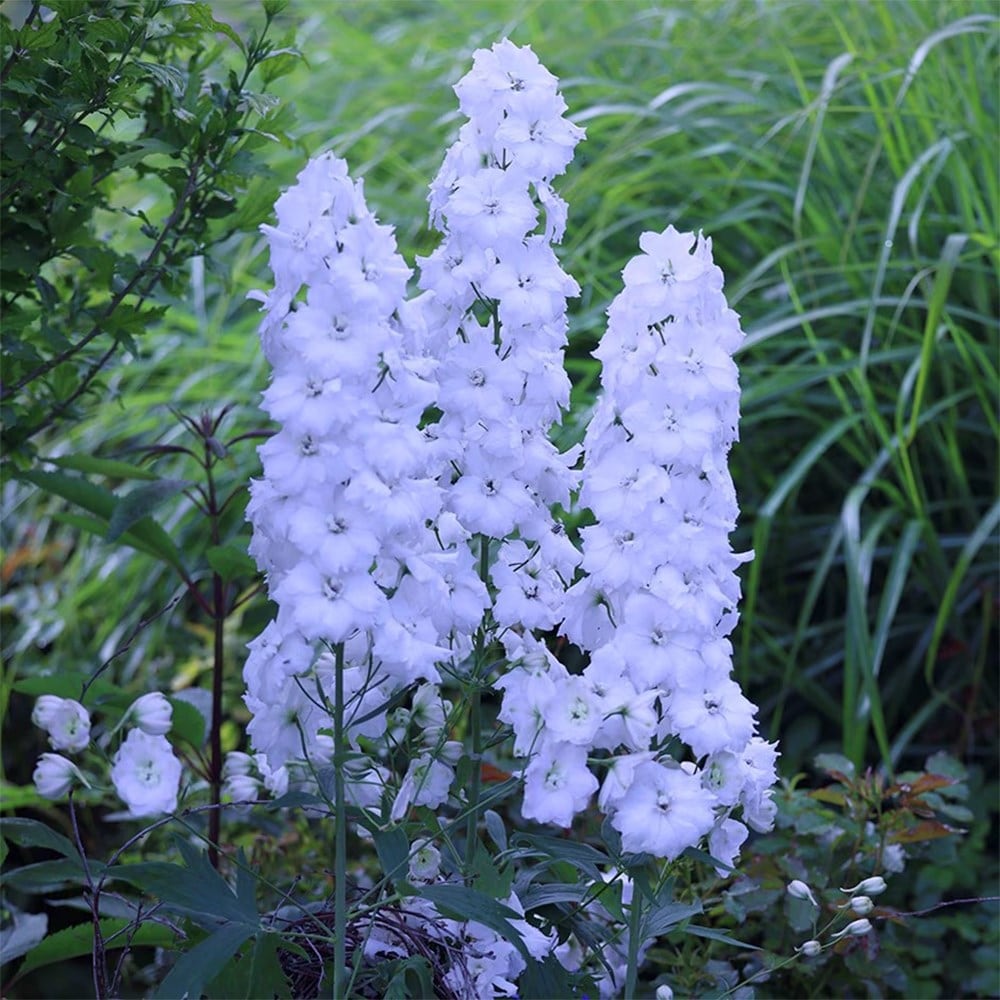 Product options image