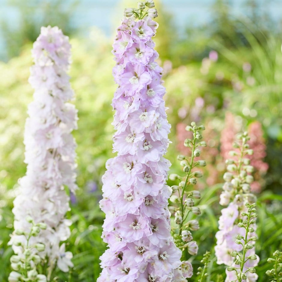 delphinium