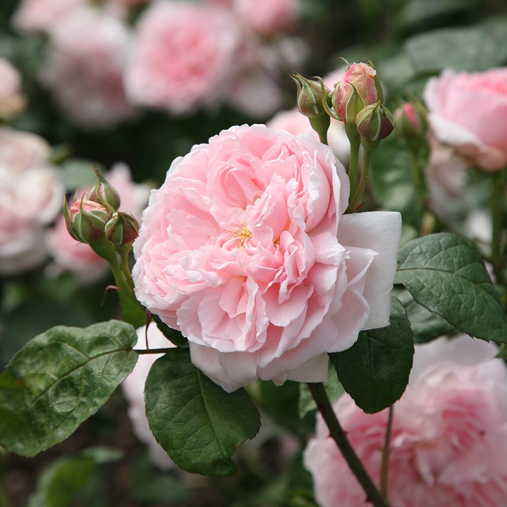 Buy rose Eglantyne (shrub) Rosa 'Eglantyne ('Ausmak') (PBR)': Delivery ...