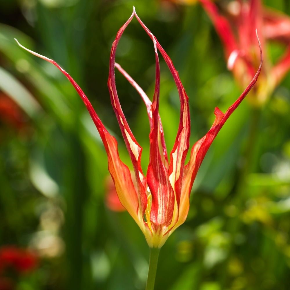 Product options image