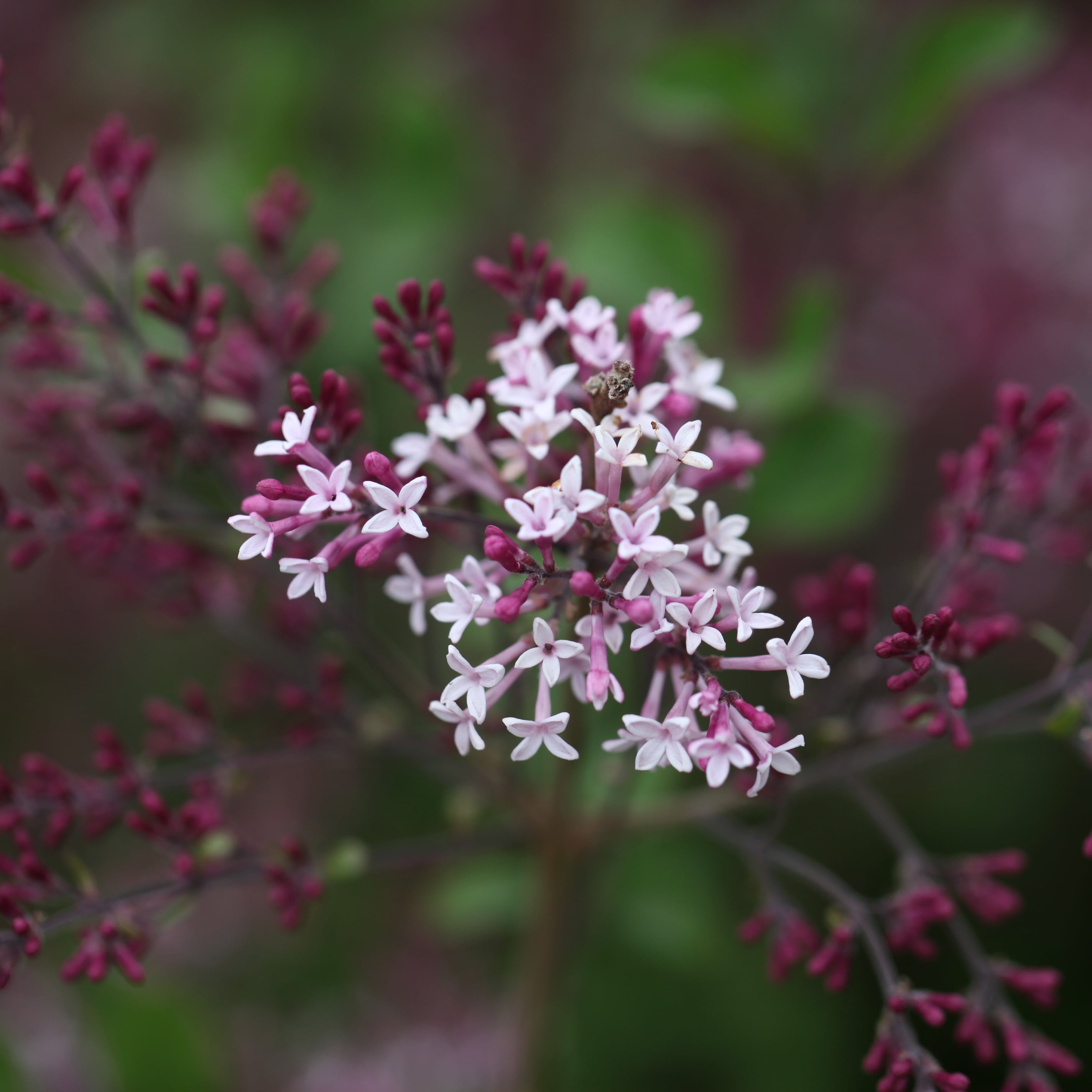 Syringa Red Pixie