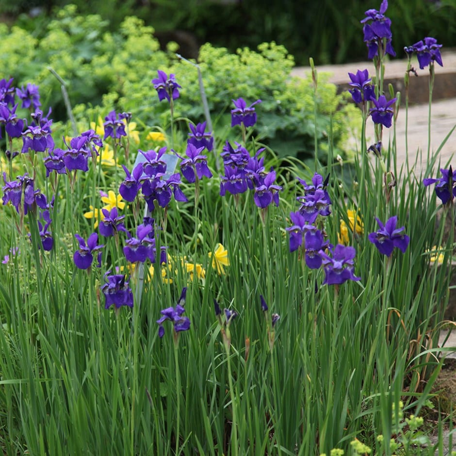 Siberian iris ( syn. Iris sibirica Caesar's Brother )