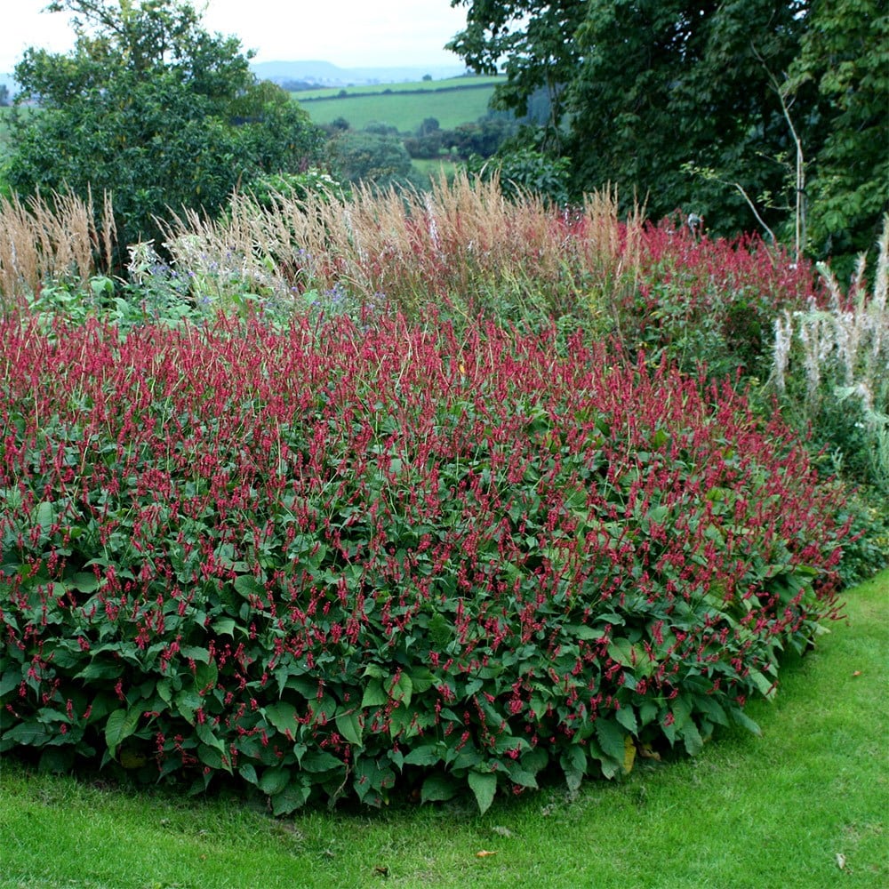 Product options image