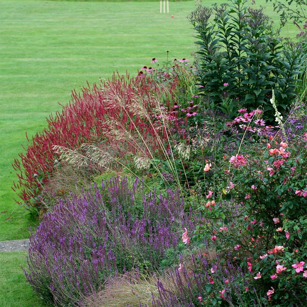<i>Bistorta amplexicaulis</i> 'Firetail'