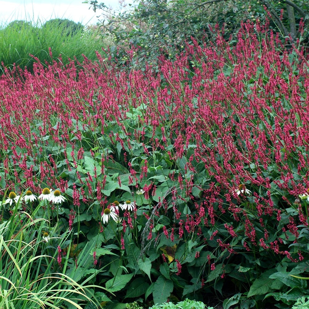 <i>Bistorta amplexicaulis</i> 'Firetail'