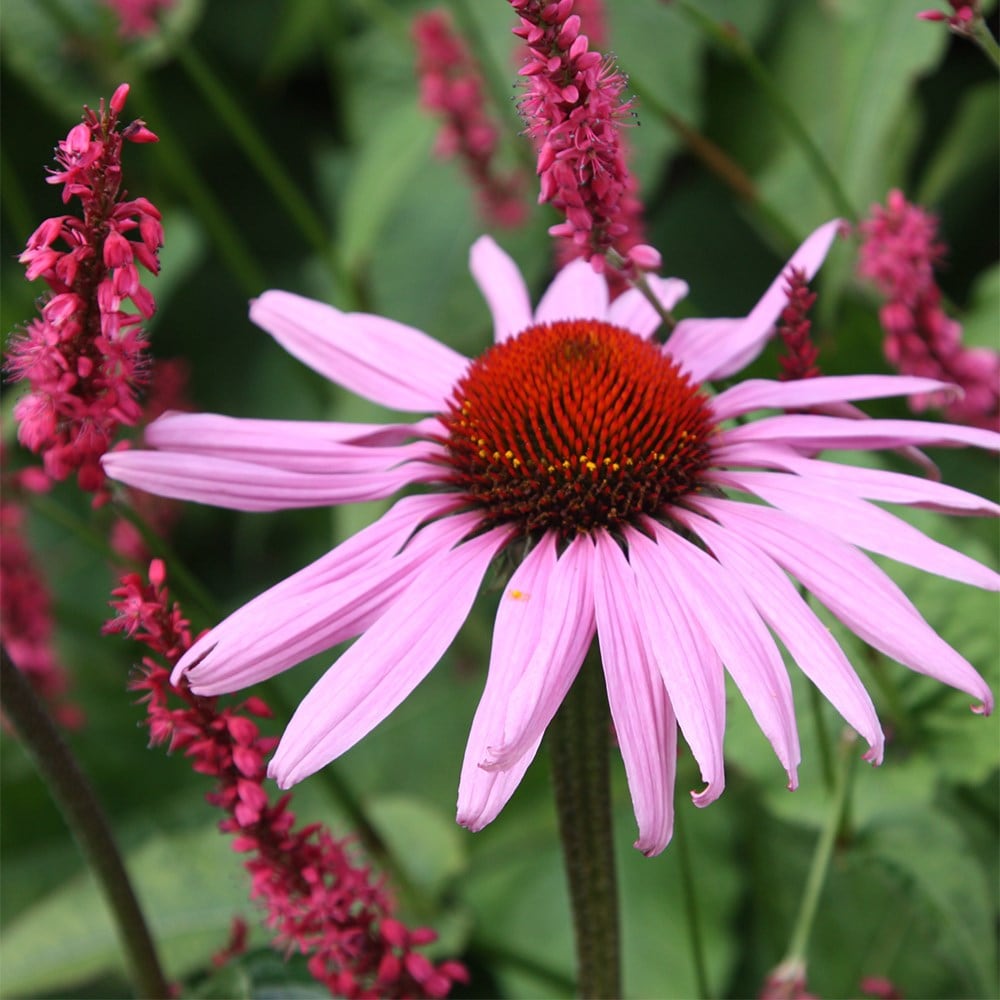 <i>Bistorta amplexicaulis</i> 'Firetail'