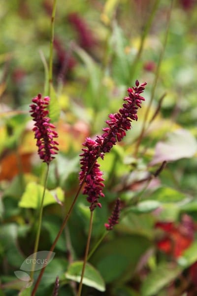Bistorta amplexicaulis Firetail