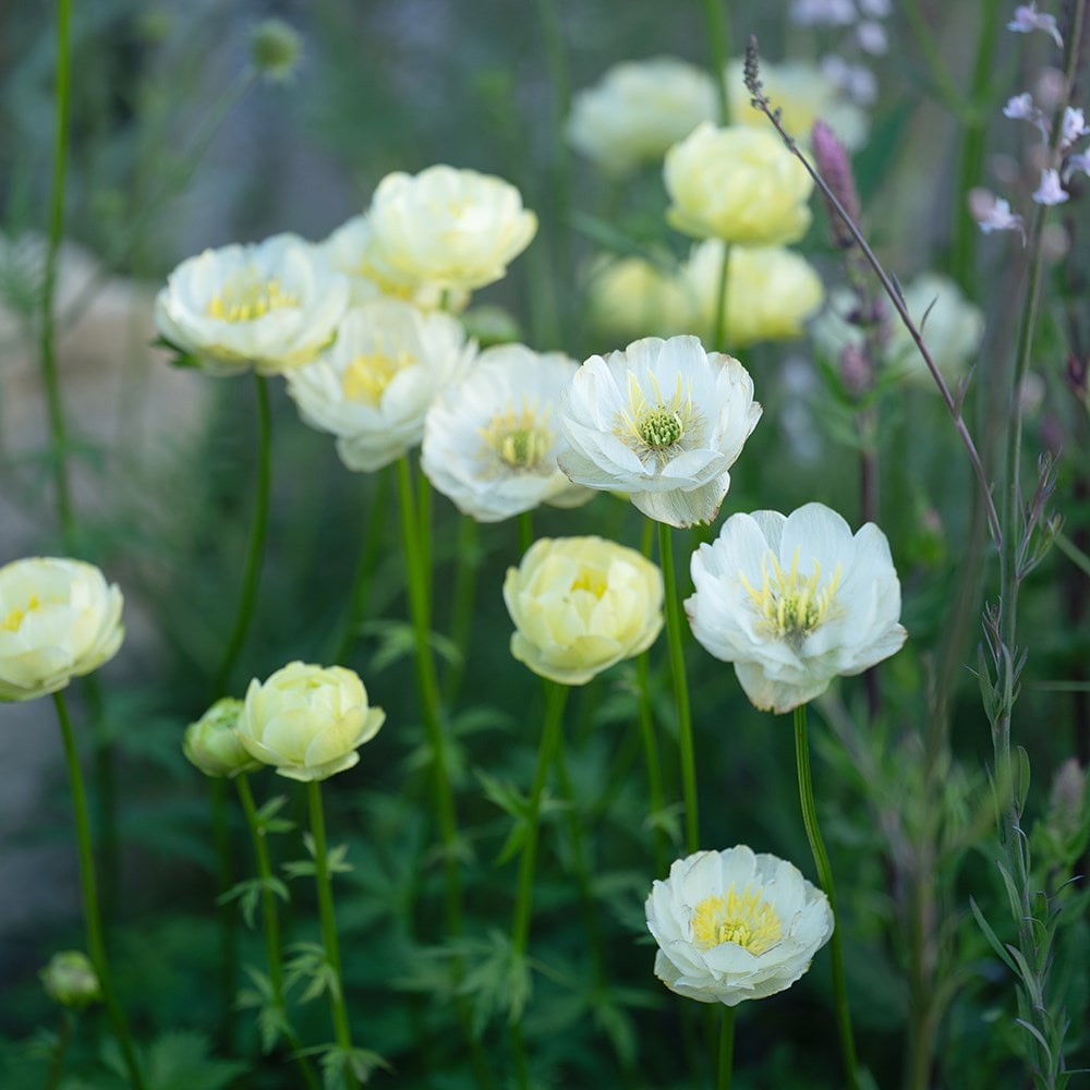 <I>Trollius</i> × <i>cultorum</i> 'Alabaster'